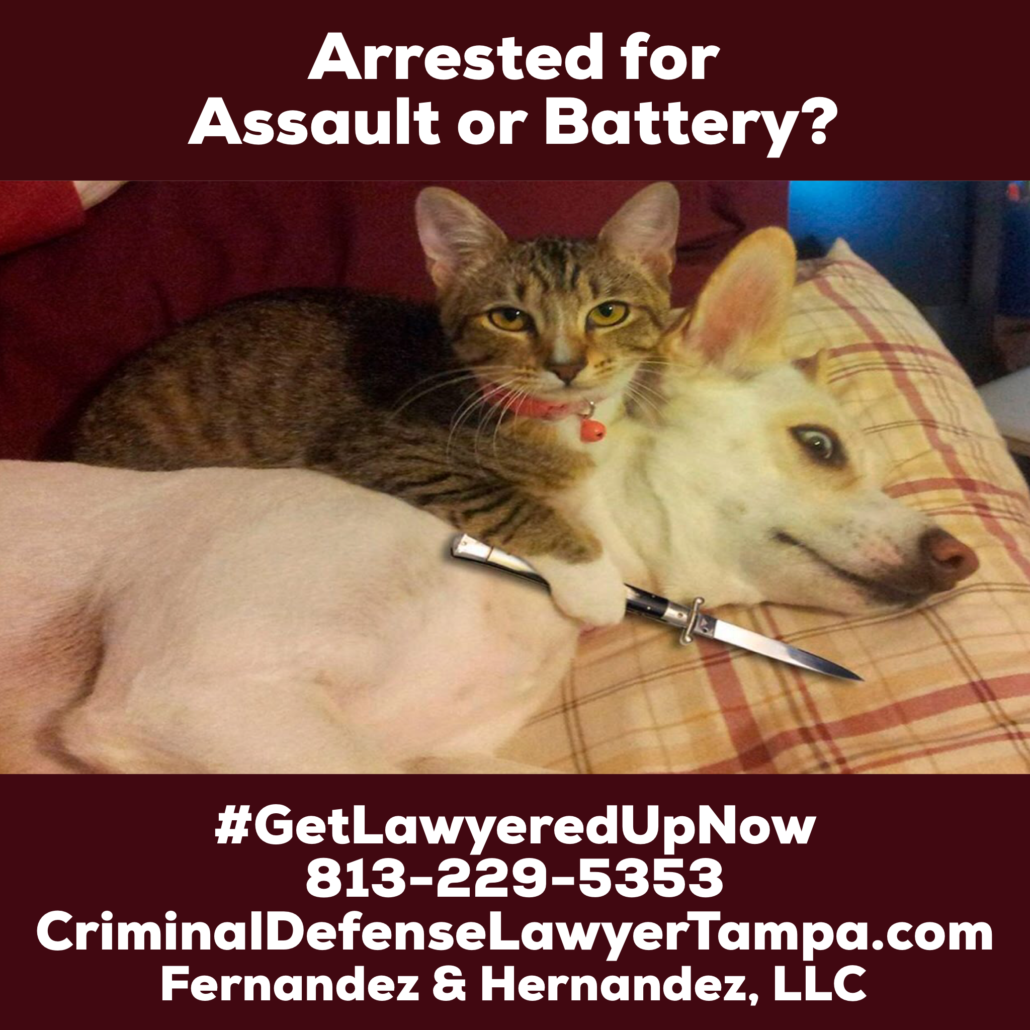 Arrested for Assault or Battery in Tampa, Florida? Photo of a cat holding a knife to a dog's throat