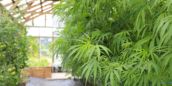 Marijuana Grow Houses