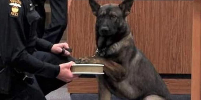 Police dogs searching for drugs can lead to an arrest. Dog in courtroom with a paw on a book.