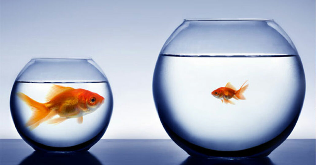 A big goldfish in a small fish bowl next to a small goldfish in a big fish bowl